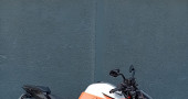 KTM 1290 SUPER DUKE R EVO